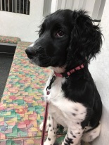 Winnie at the vet - 4 months